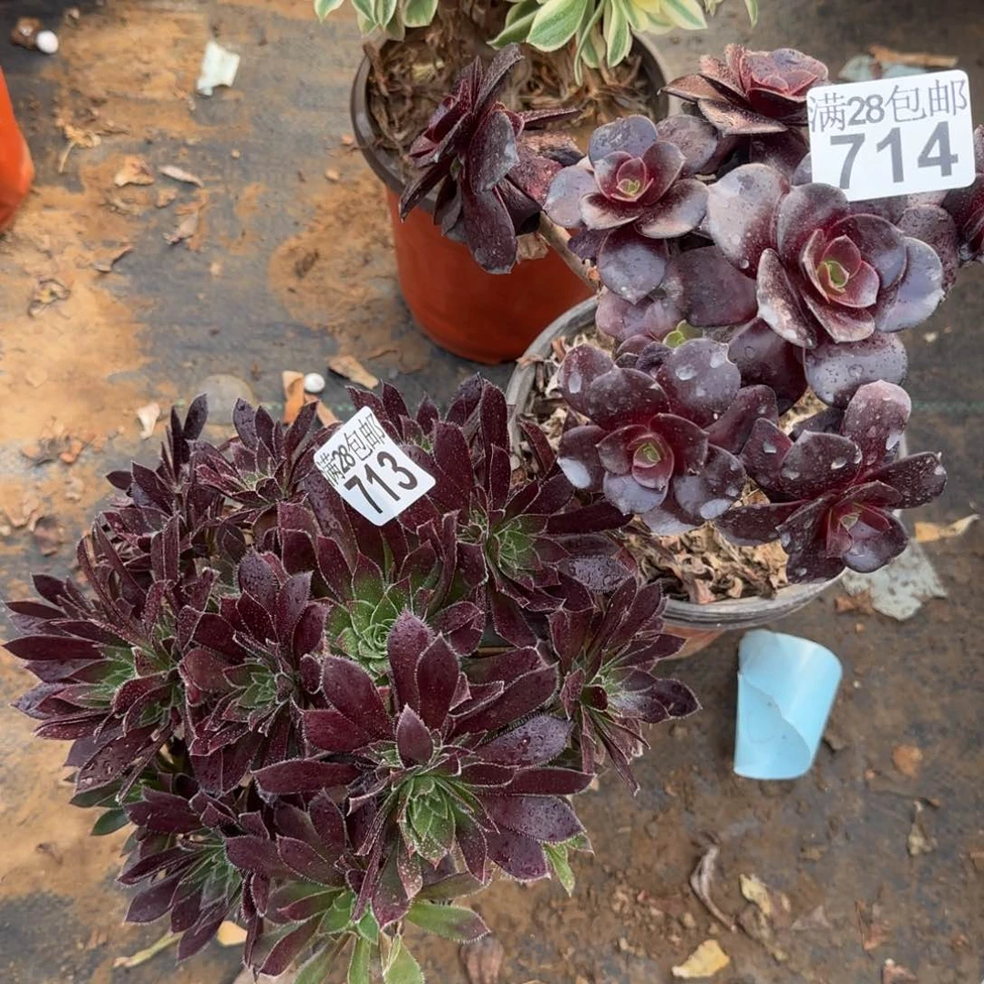多肉瑕疵713+赠714满28包邮断枝不包