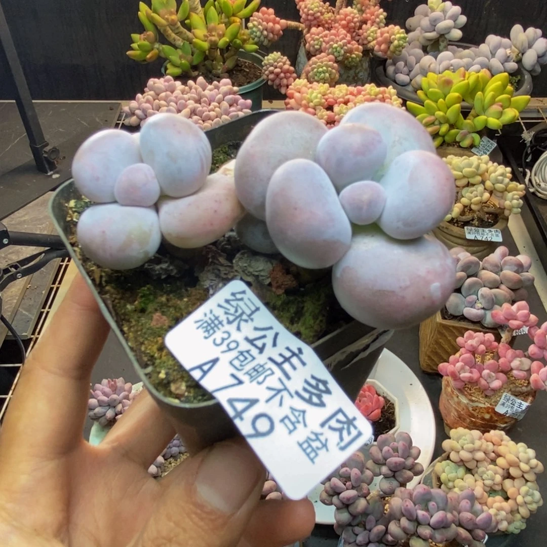 749芭比奶多肉7cm