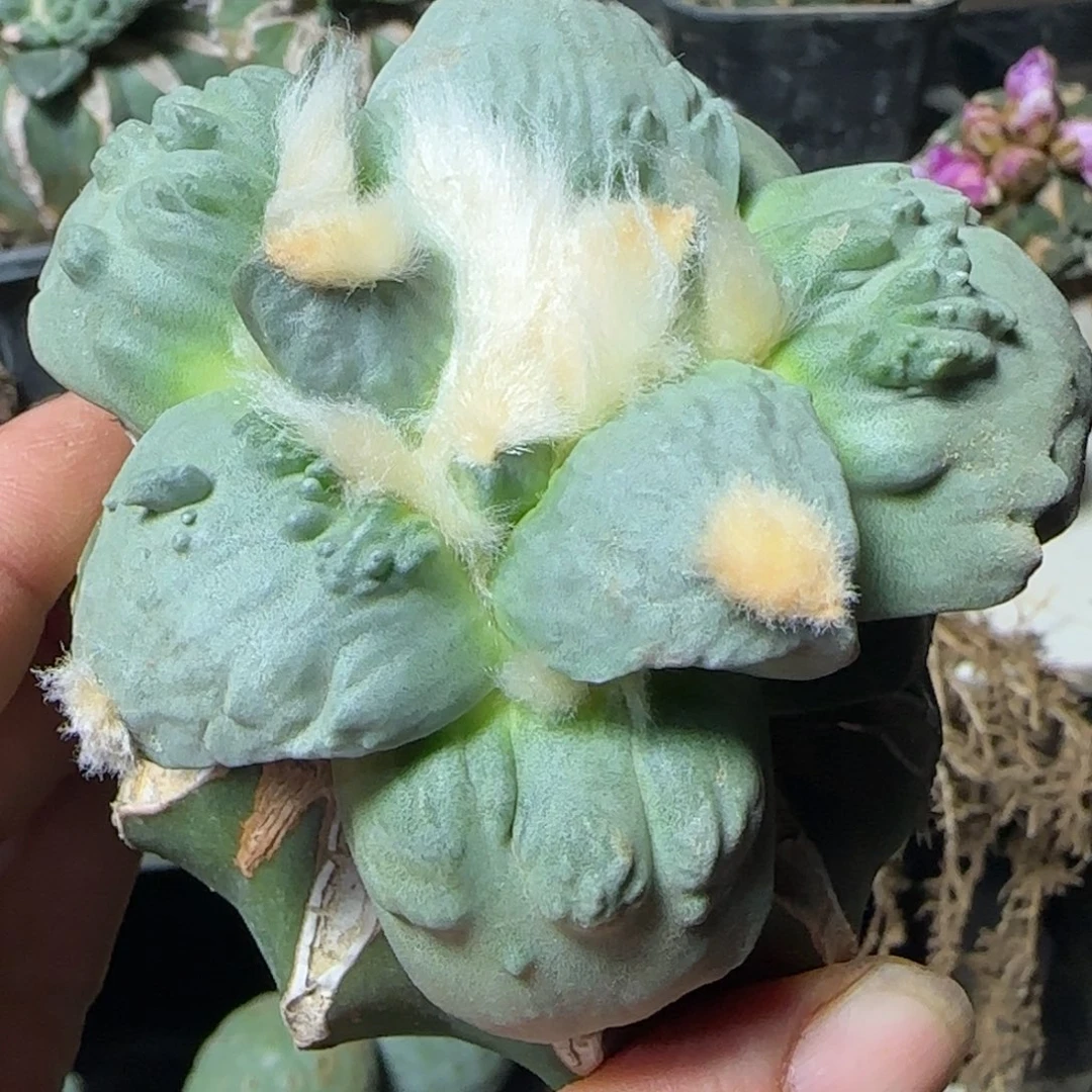 无花朵大型体怒涛215