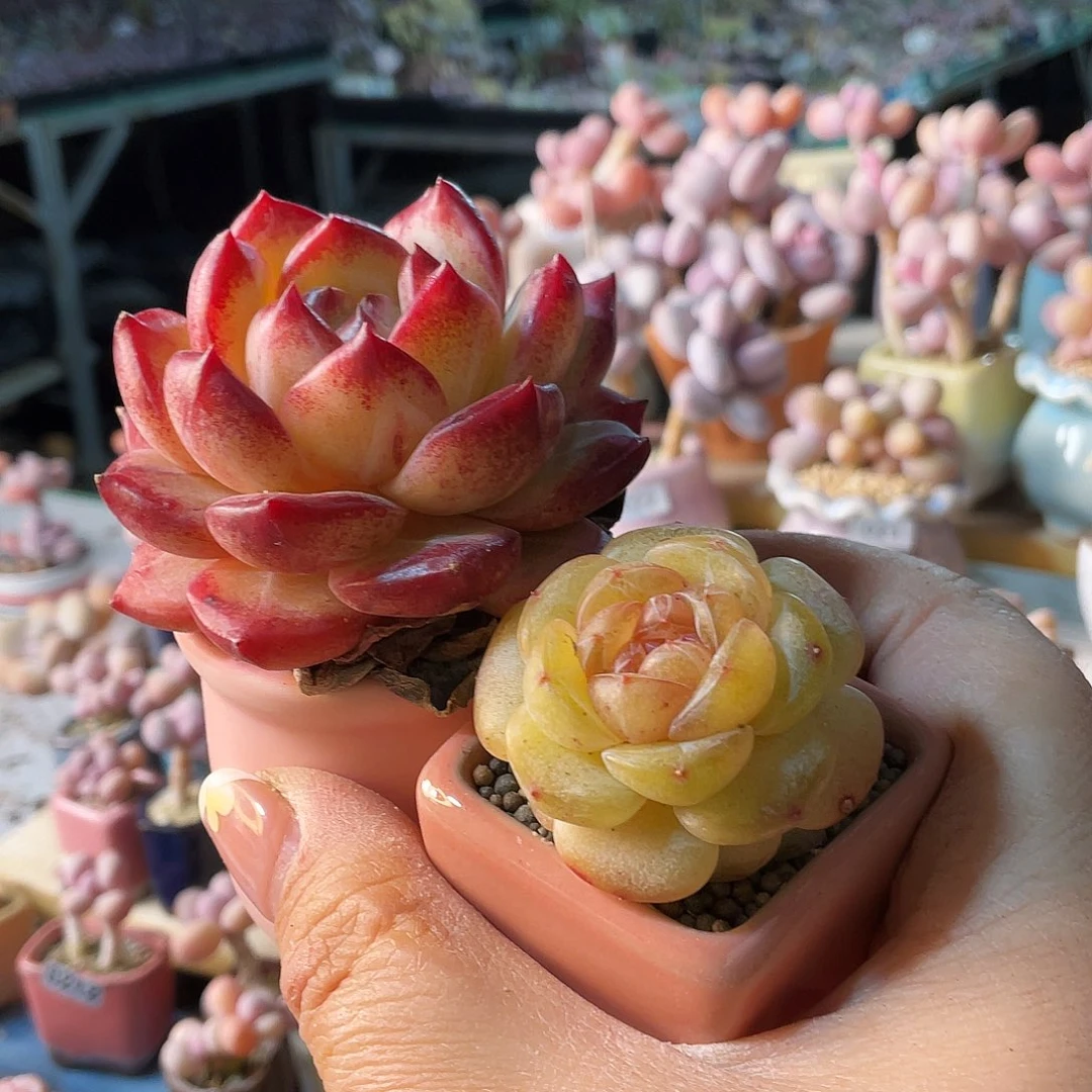 ʚ****ɞ多肉植物的生长发育与生长发育