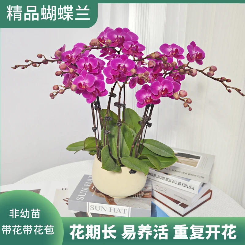蝴蝶兰<幸福小仙女>紫红色系鲜花绿植 带花带花苞 送人送礼