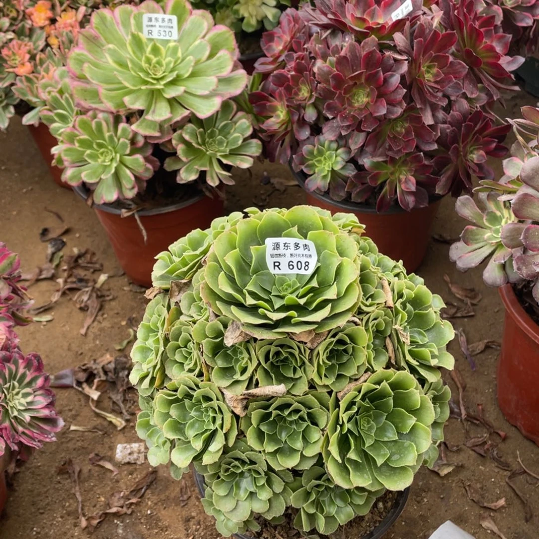 608绿玫瑰多肉法师断枝不包