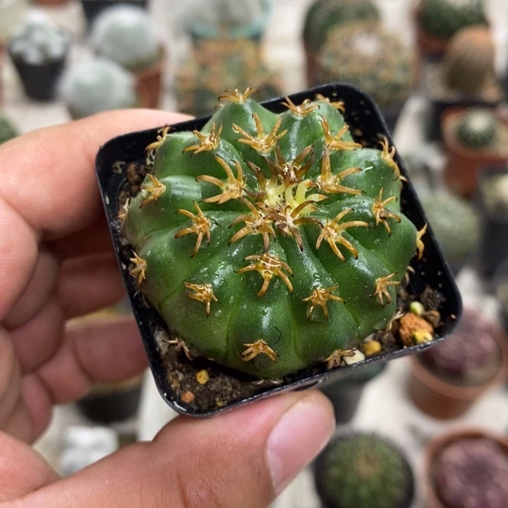 实生猫爪圆盘玉特价