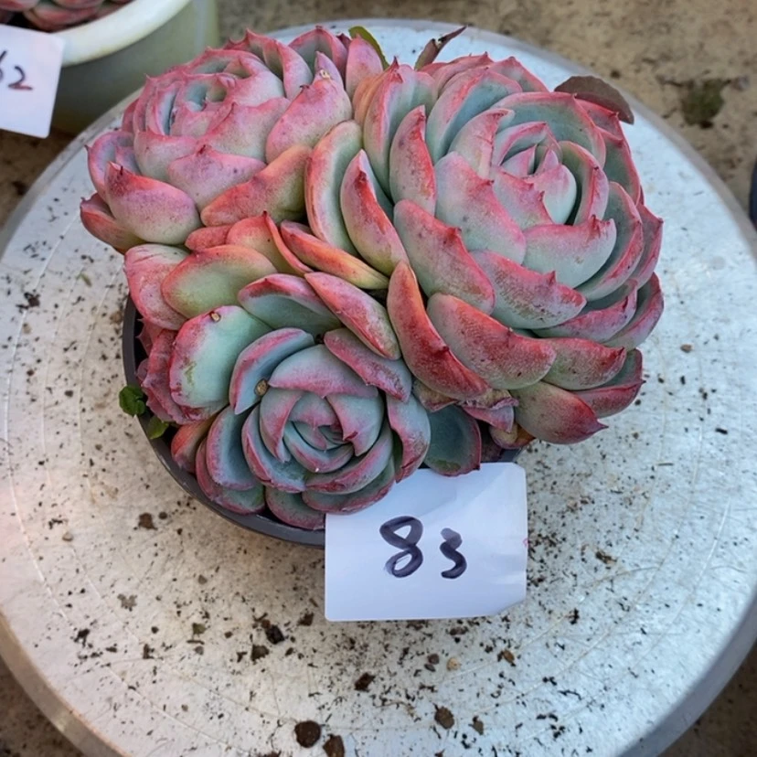 【闪购商品】龙*舞多肉植物