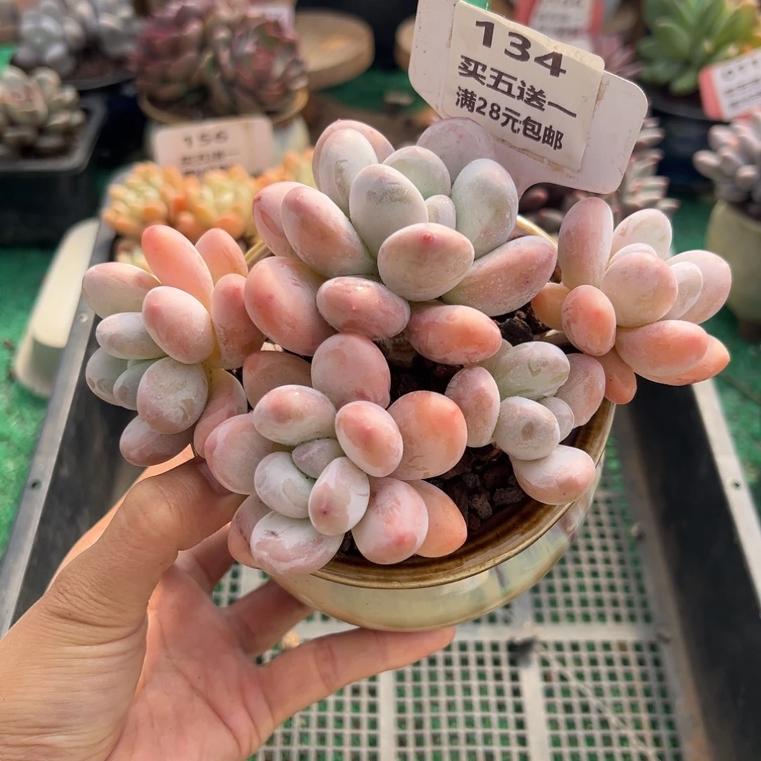 表妹精品多肉植物134.