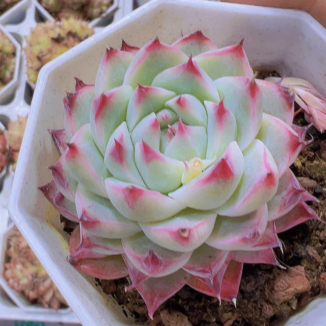 梦瑶带盆带土19包邮