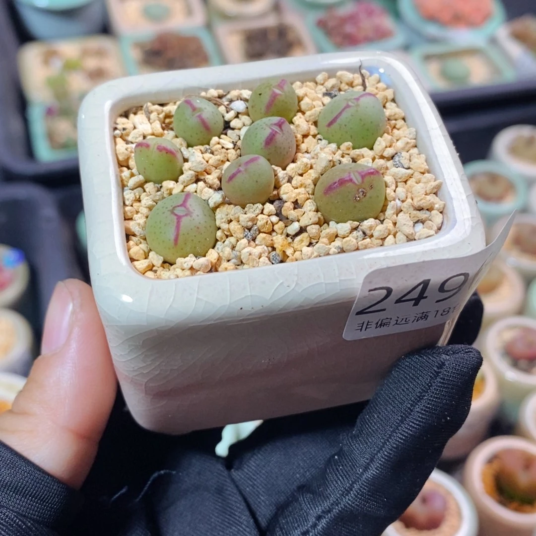 2496--一物一拍 带盆