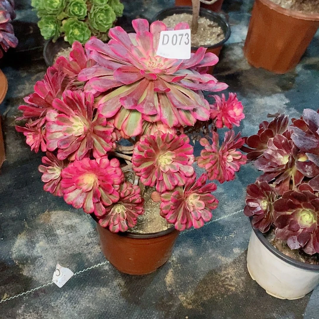 红铜白073多肉111111
