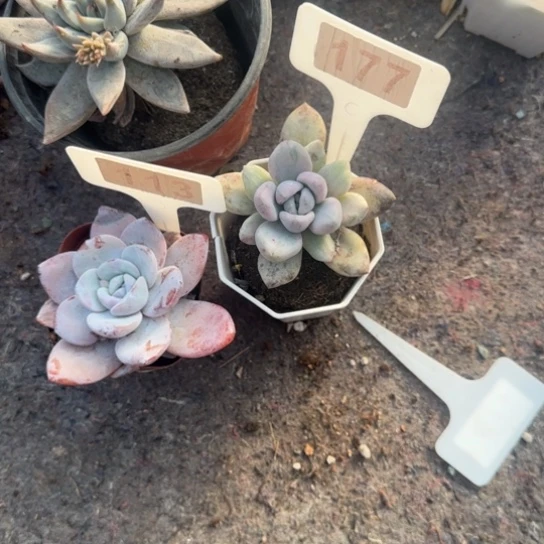 星****113雪莲和177奥普锦两颗