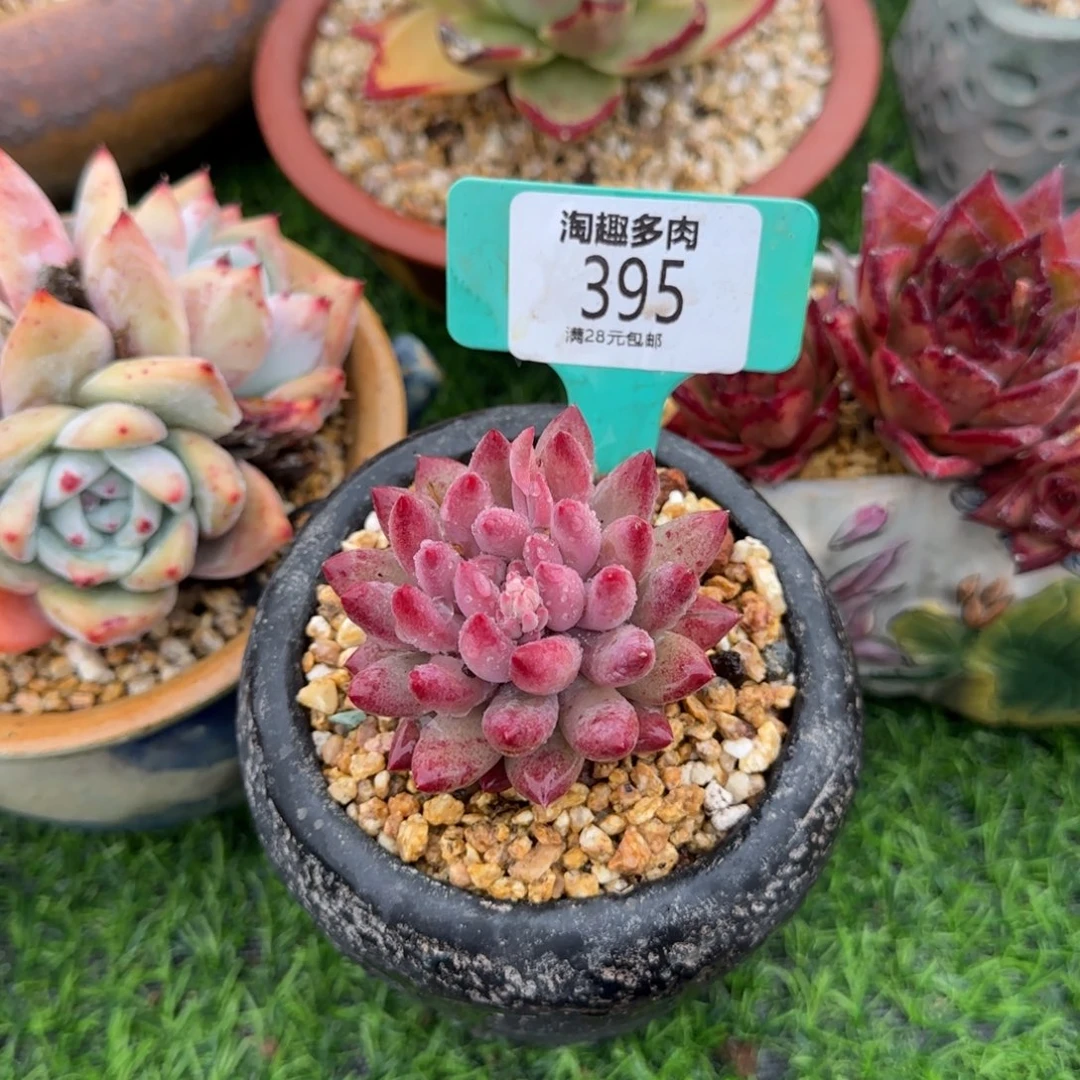 轩多肉植物，虞美人单头