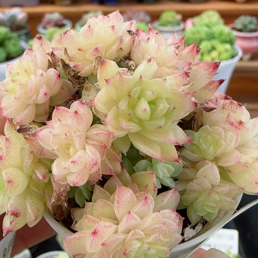 花语逸镜0901-166散