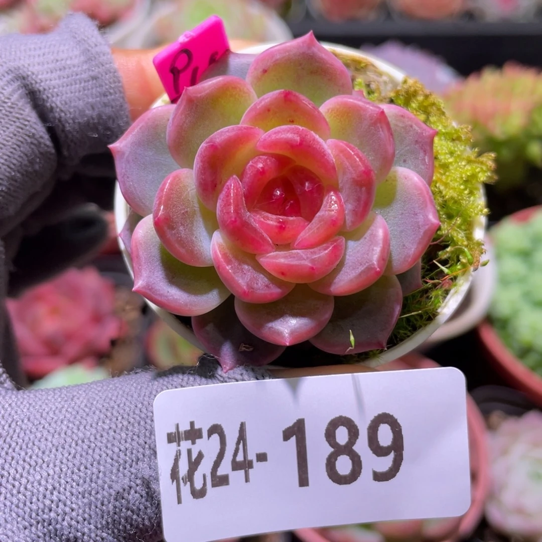 花利美24-189新品珍妮