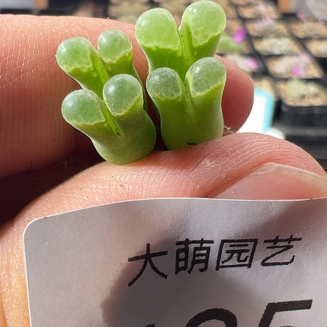 一物一拍。       485