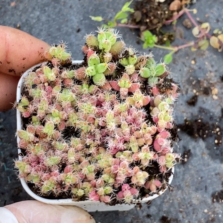 射*座543玉米切糕。