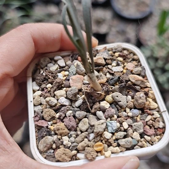 海带弹簧草！！一物一拍！