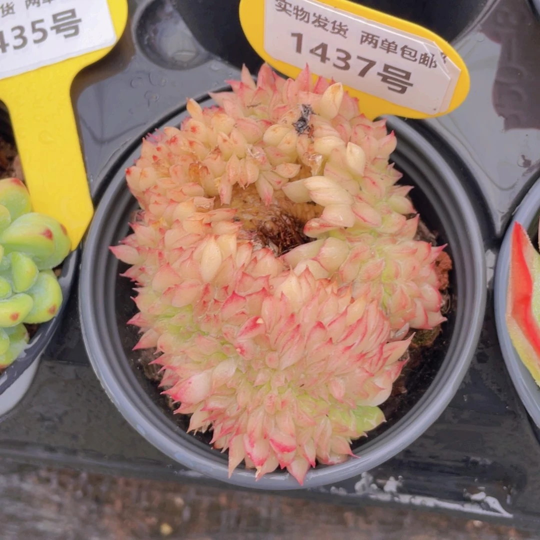 1437号 带板子桃熏缀化