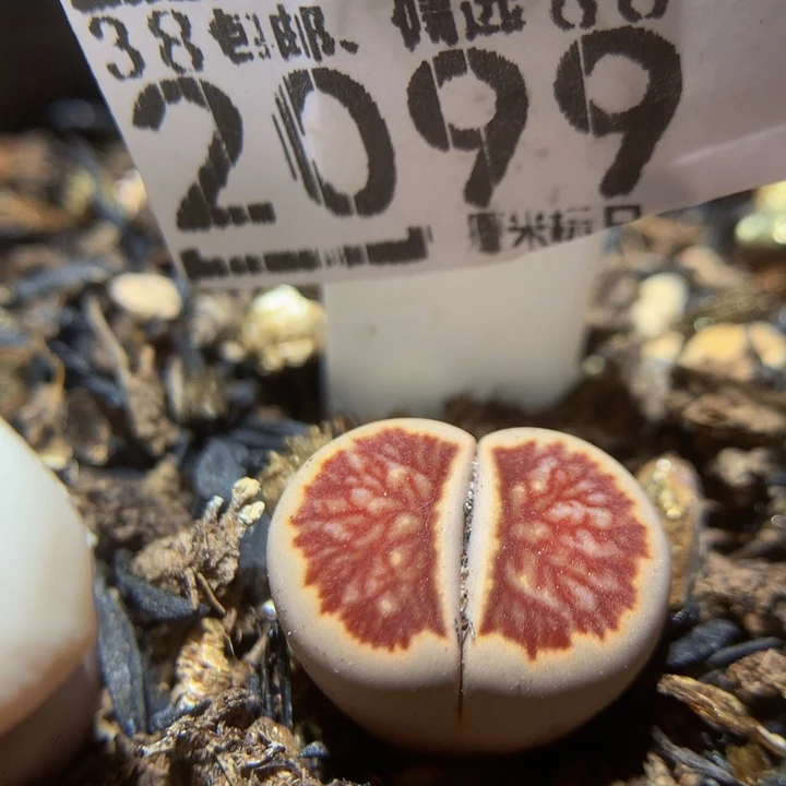 Sss精品生石花2099