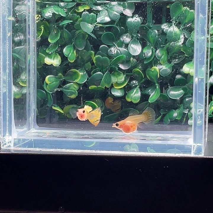 孔雀鱼21.黄化小太阳一对