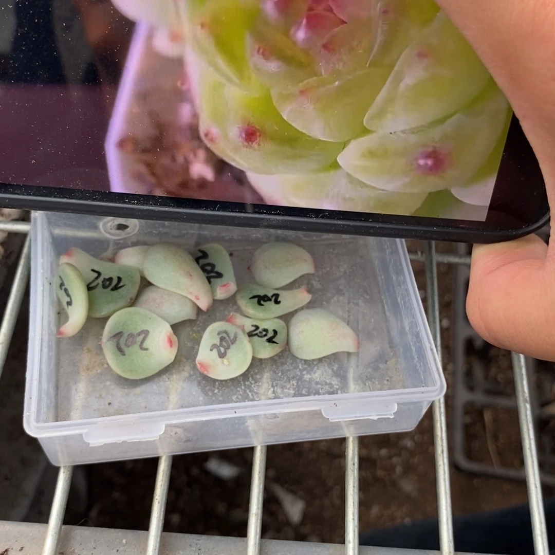 纯叶片甜心202一片多肉叶子