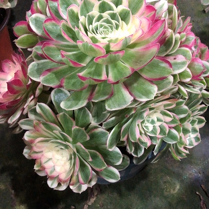 孔雀领多肉289000000000