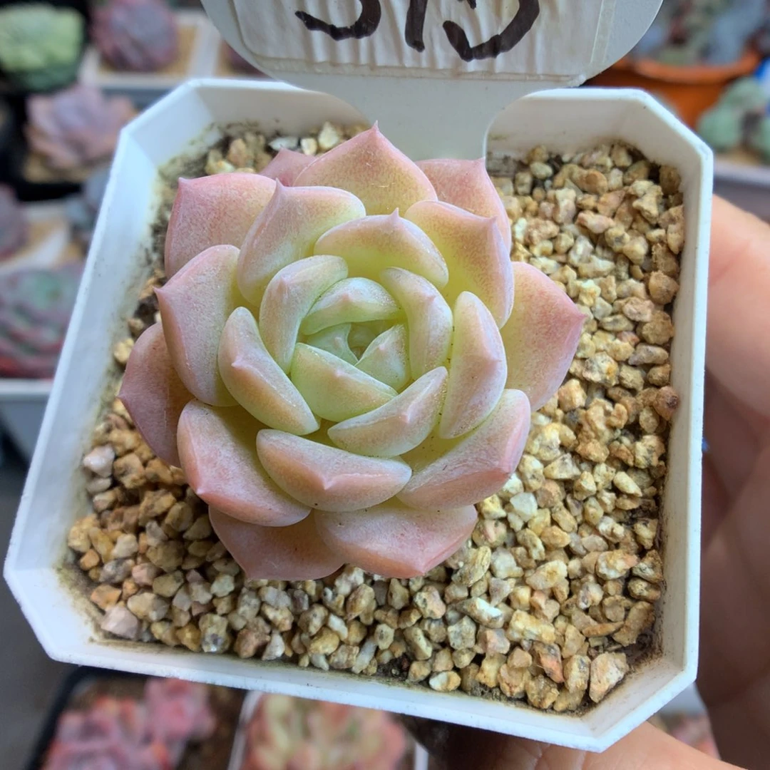 派***星515纯爱多肉植物一物一拍