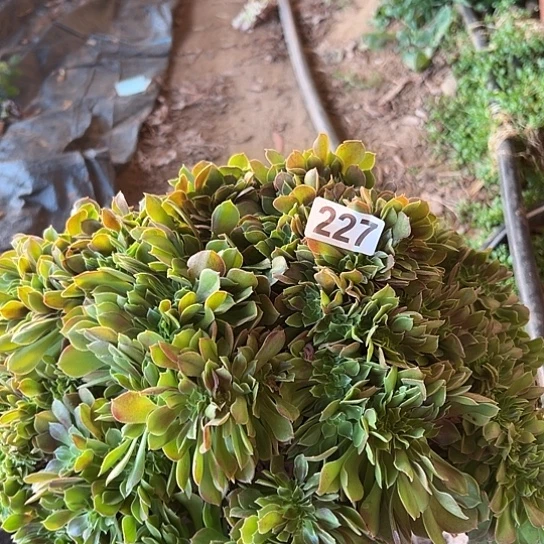 清***心多肉植物 一个玫瑰227