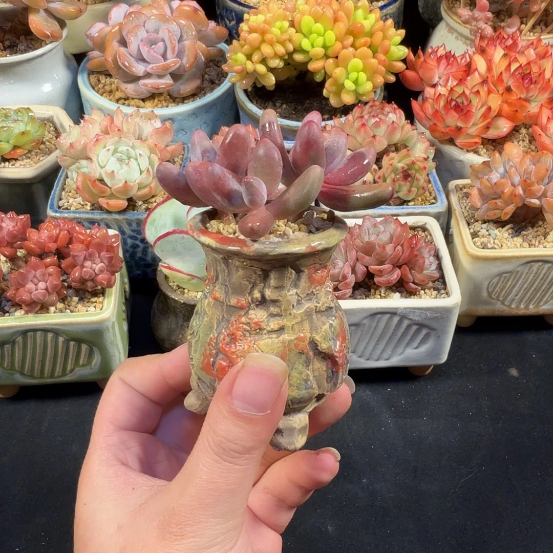 红手指6cm 带盆土发货满35包邮