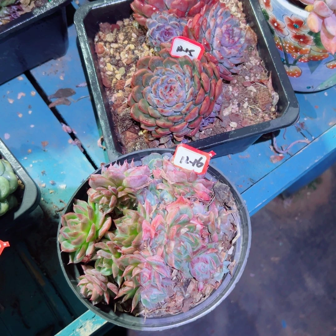 0***8精品多肉植物老桩