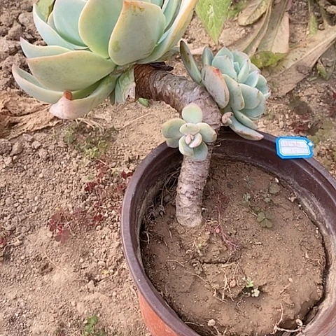 白凤血凤一物一拍