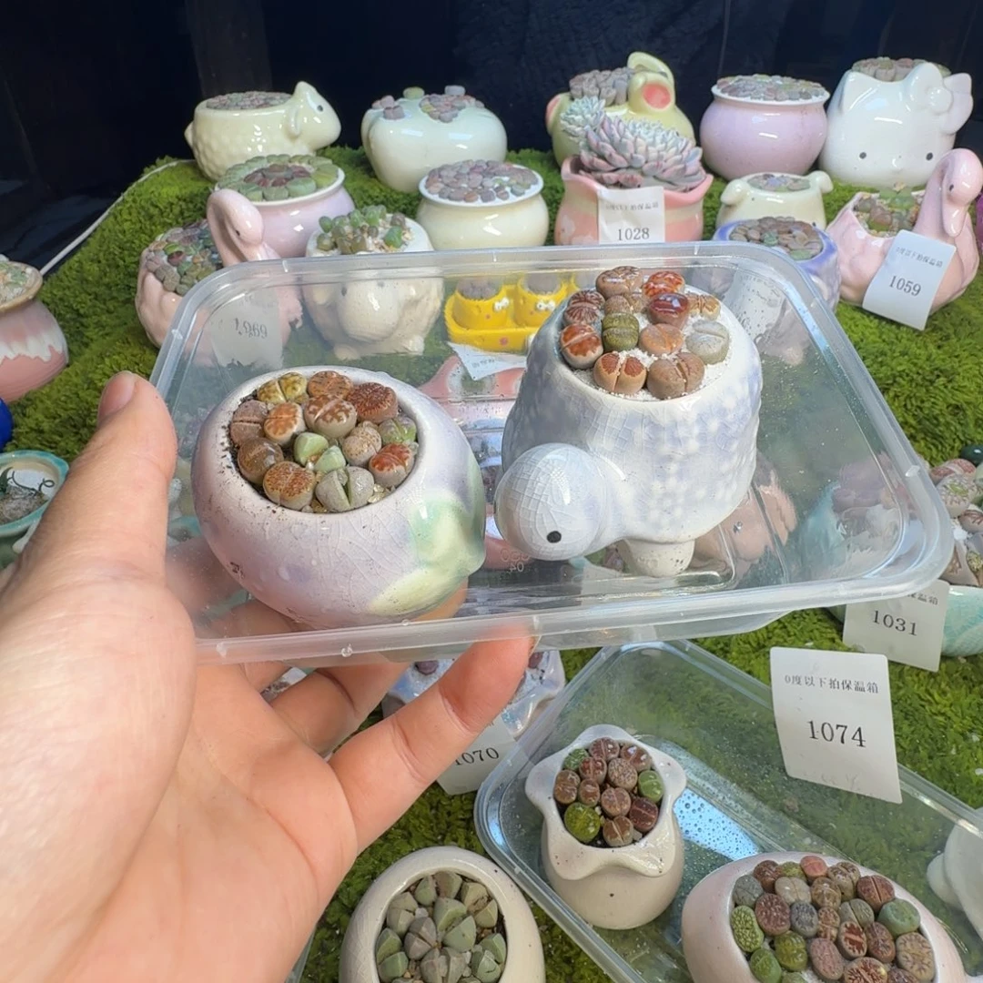 多肉植物的生长发育和1075