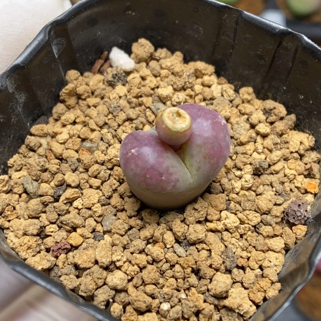 多肉植物肉锥杂交K-4578 下播