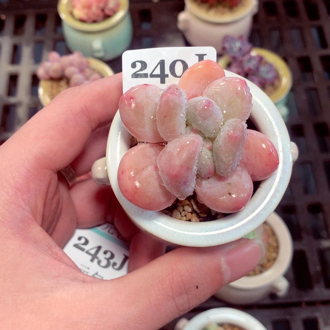 5厘米盆精控多肉240