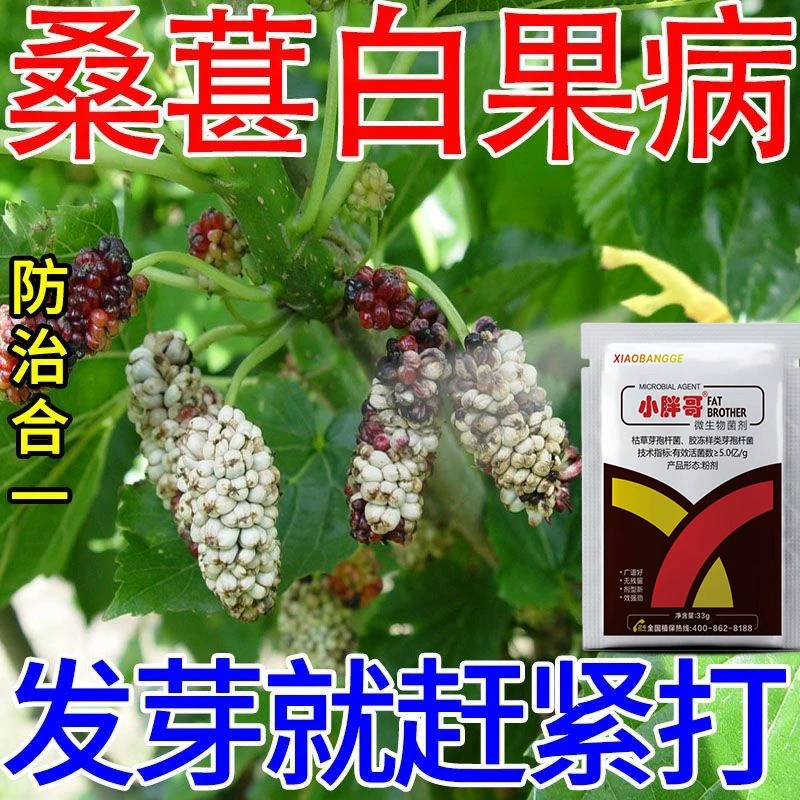 桑葚白果病专用杀菌剂白果病全清桑葚白粉病菌核病软腐病专用菌剂