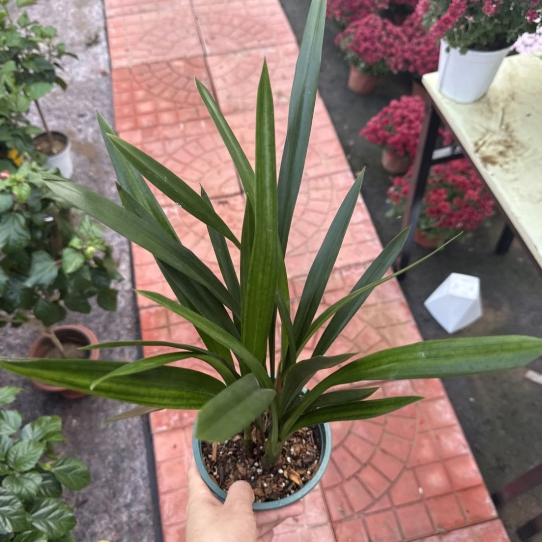 墨兰兰花盆栽带花苞建兰四季开花浓香型易活室内观赏花卉绿植