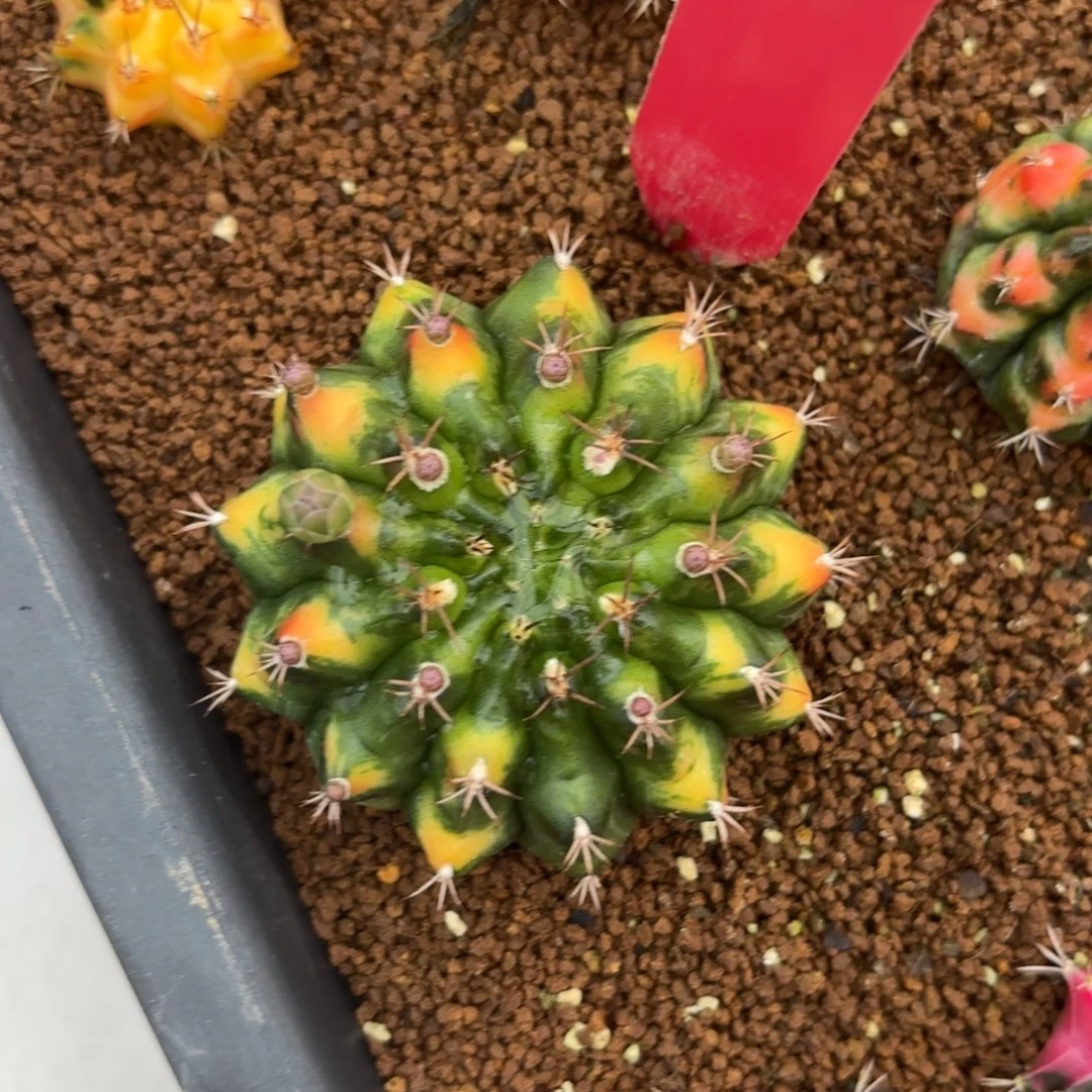 L566-1219泰国发货