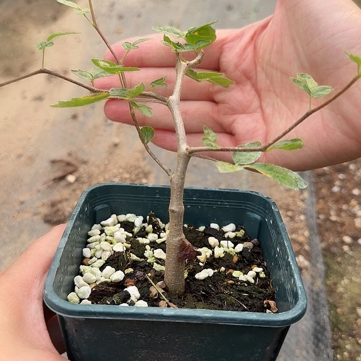 实生滔天橄榄一物一拍