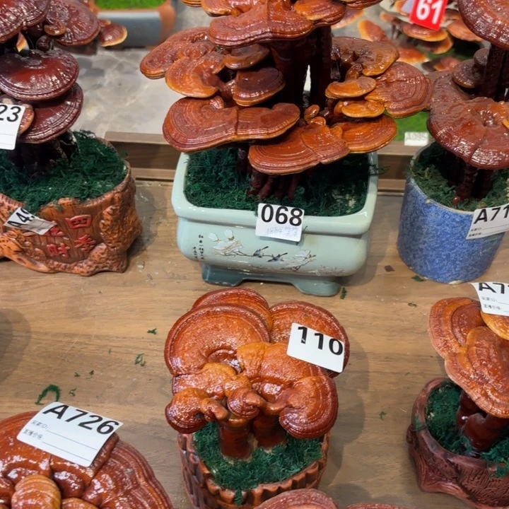 白***云完全开放灵芝888888