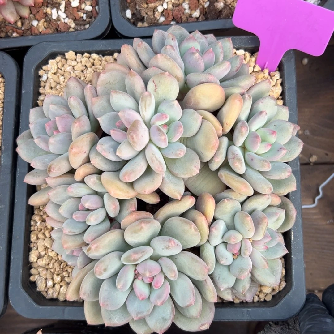 塞尔达王子111111111111