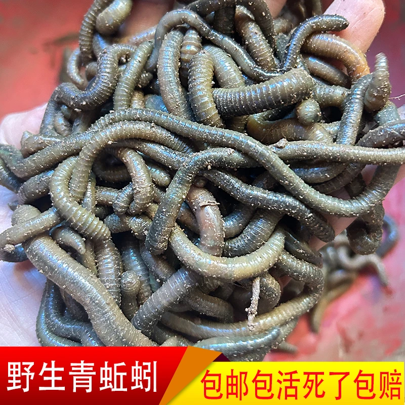 鲜活青蚯蚓黑蚯蚓钓鱼黄鳝下地笼活饵鱼饵腥臭黑坑松土黄辣丁鲶鱼