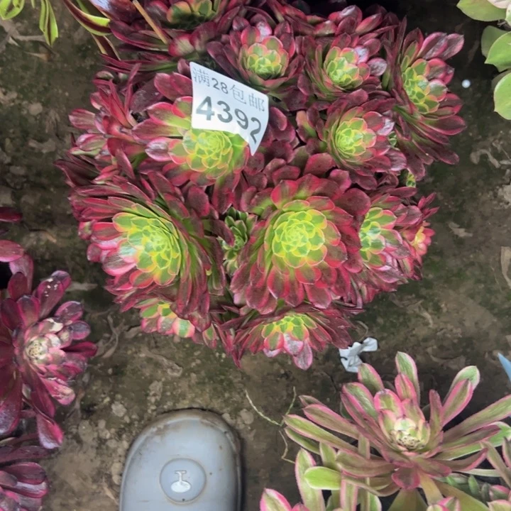 4392朝霞多肉植物