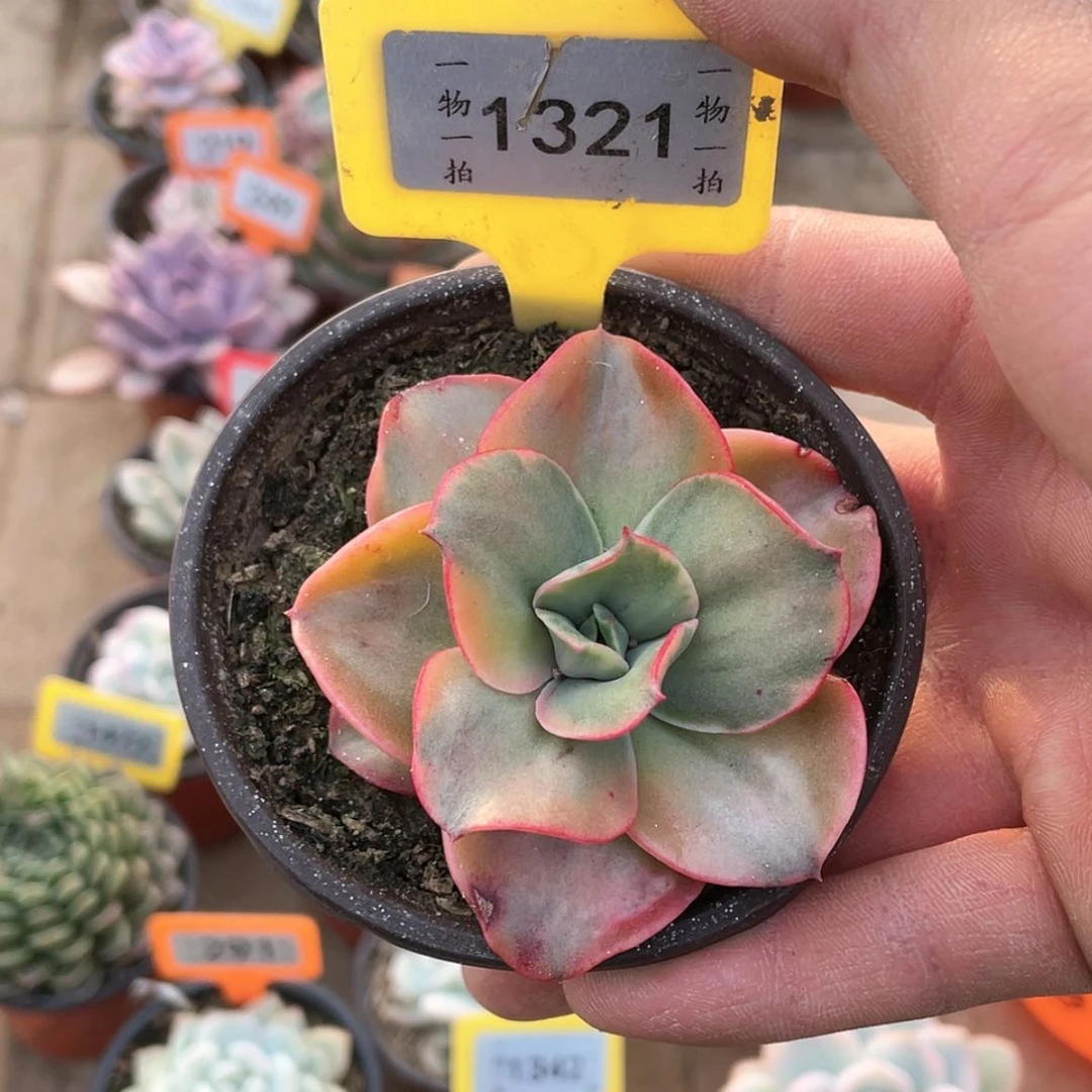 【闪购商品】1321号