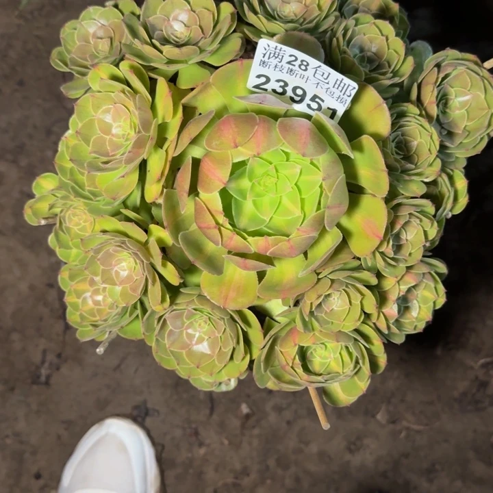 23951南抹茶多肉植物