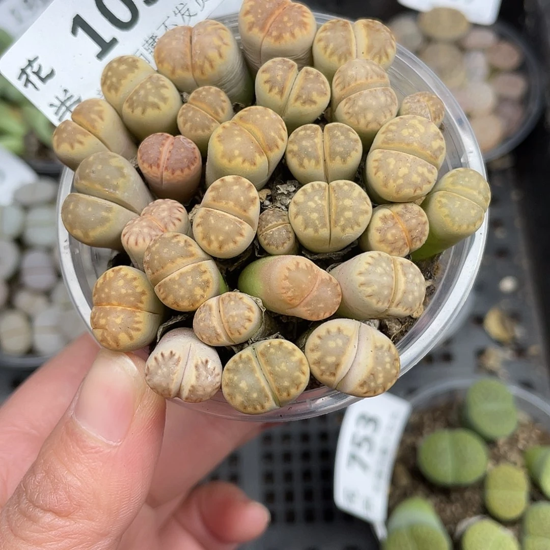 103000000花花花花花