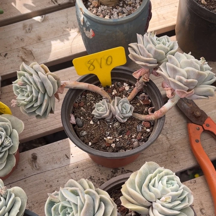 可爱玫瑰多肉植物810