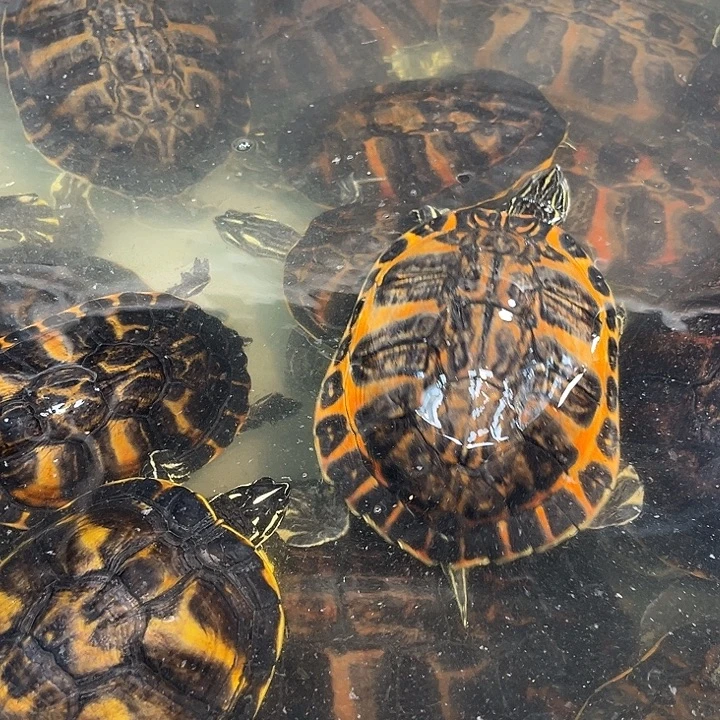 绿毛龟母冷水外塘火焰龟一拍一物专属链接