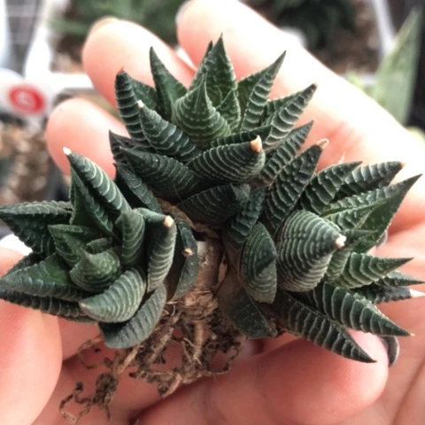 白马硬叶哈哈哈哈哈哈哈