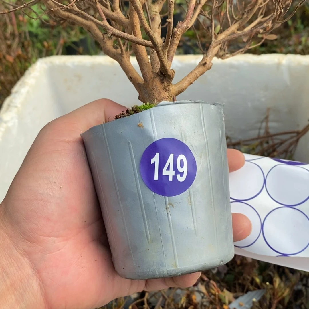 红陶阿*?红红火火过大年149