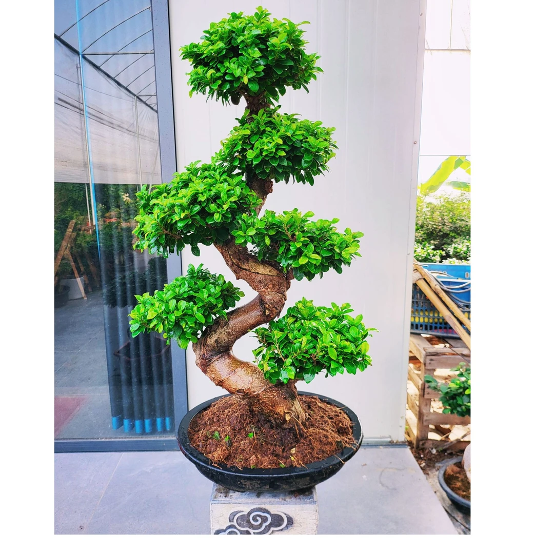 S弯游龙造型小叶金钱榕树高端盆景好养易活基地直发