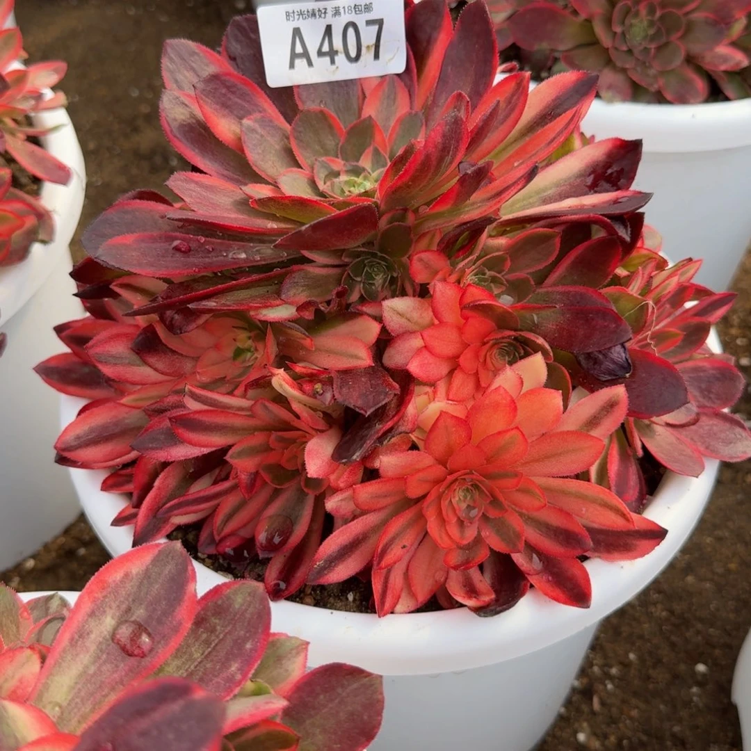 407黑魔锦。多肉植物