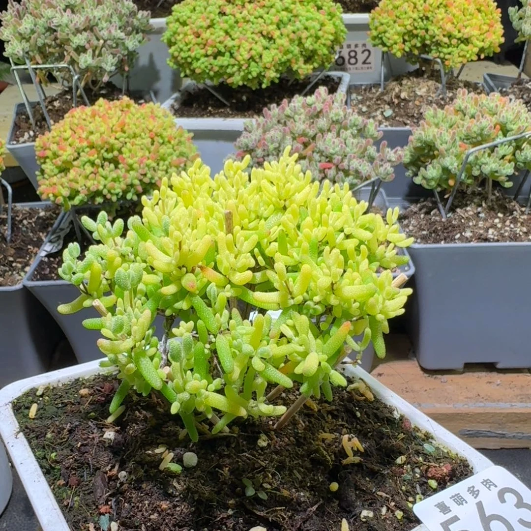 枝干番杏奶糖锦563